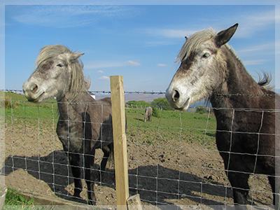 The Eriskay ponies