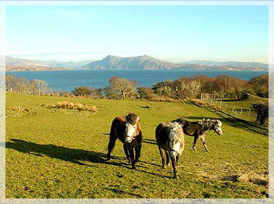 Eriskay Ponies and the view from The Skye Hostel - Flora Macdonald